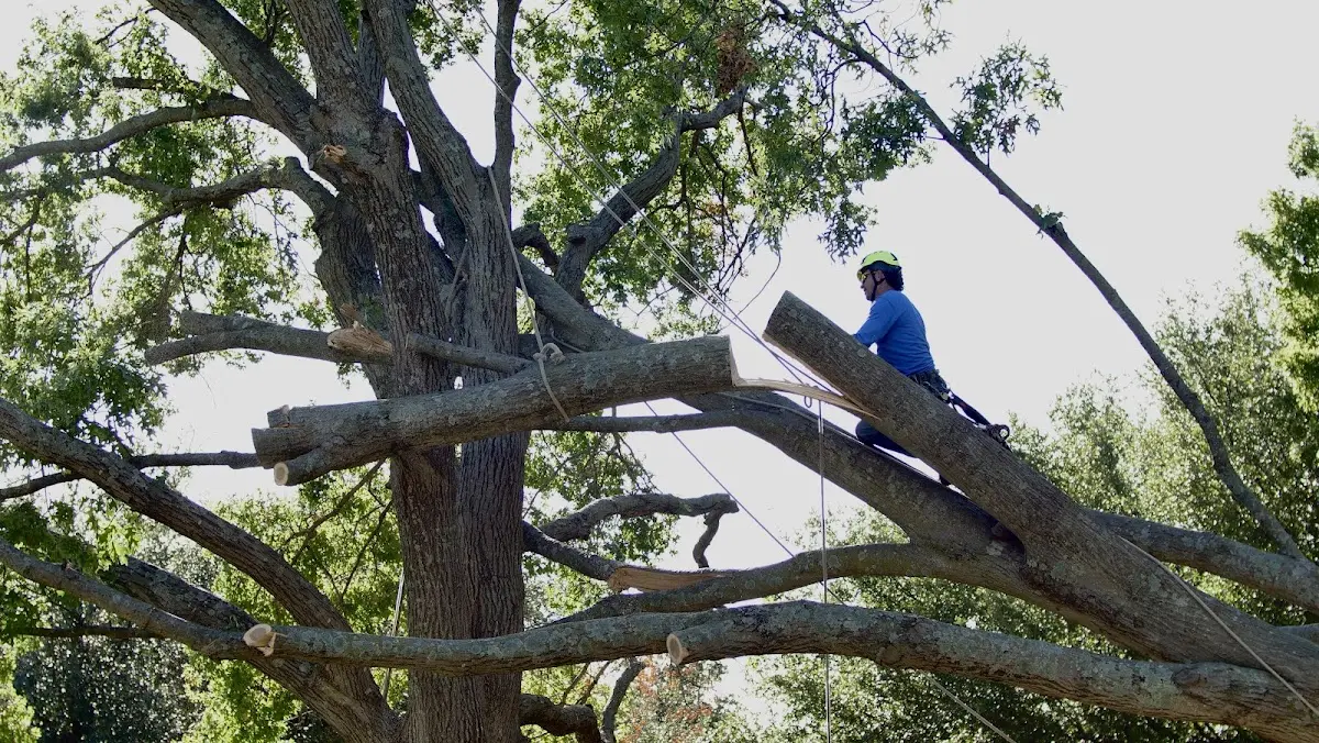 Professional Hazardous Tree Removal performed by certified arborists in Freeport